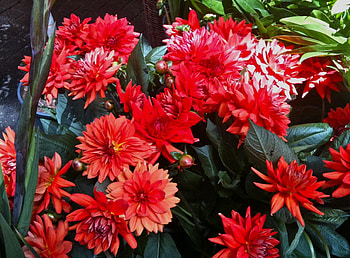 Flowers, Flower Bed, Flowerbed, Dahlias HD wallpaper