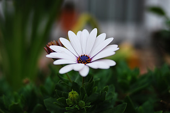 Portrait, daisy flower, blur, leaves HD wallpaper