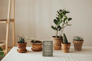 Aesthetic indoor setting with potted plants and motivational sign. Perfect for nature-inspired interiors. HD wallpaper
