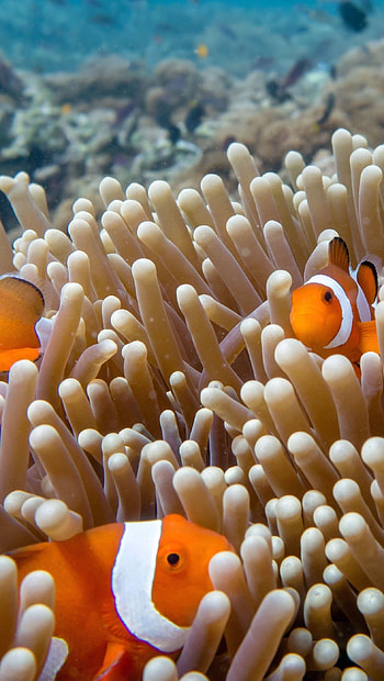 Vibrant fish swim, Spectacular orange, Ultra beauty, Eye-catching HD phone wallpaper
