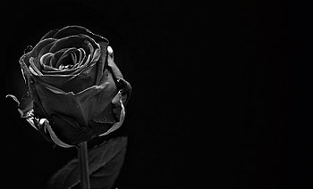 Flowers, Dark, Rose Flower, Rose, Bud, Bw, Chb HD wallpaper