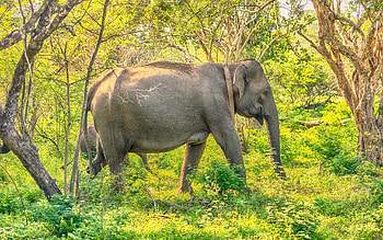 Elephant, Sri Lanka HD wallpaper