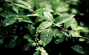 Nature, Leaves, Summer, Drops, After The Rain HD wallpaper