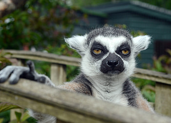 Lemur HQ , Animal , nature , Primate graphy HD wallpaper