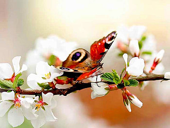 Beautiful Butterfly, cool, beautiful, butterfly HD wallpaper