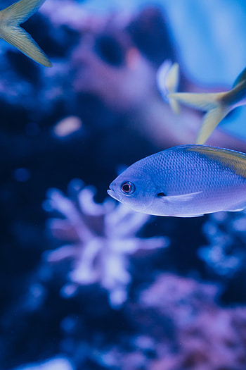 Animals, Underwater World, Scales, Scale, Fish, Tail HD phone wallpaper