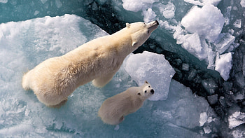 Attractive , Polar bear close-ups, Stunning ry, Nature's beauty HD wallpaper