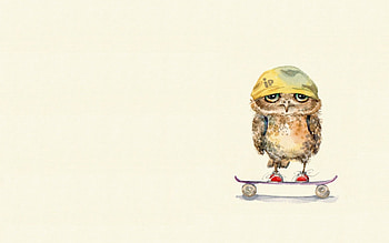 Owl On Skateboard, skateboard, owl, artist, funny HD wallpaper