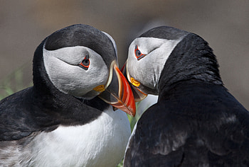 Puffins, white, black, puffin, bird, couple, pasare, cute, orange HD wallpaper