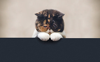 Animals, Cat, Muzzle, Beautiful, Fat, Thick, Sad, Paws HD wallpaper