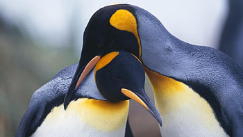 Baby Penguin Group (70 ) HD wallpaper