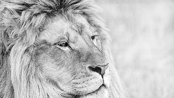 Lion Monochrome, lions, animals, predator, forest, king, monochrome, black-and-white HD wallpaper