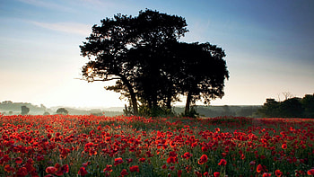 Springtime Blossoms, poppies, trees, flowers, blossoms, wildflowers HD wallpaper