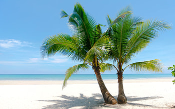 Palm Tree, tree, tropical, beach HD wallpaper