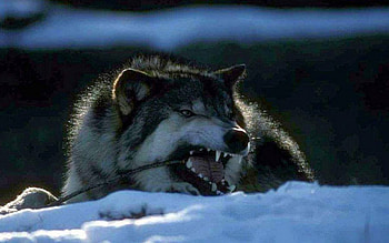 Biting on a piece of wood, Biting, animals, snow, Wolf, nature HD wallpaper