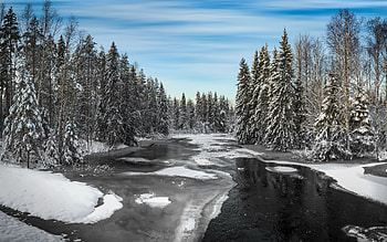Winter River, winter, spruces, river, ice HD wallpaper