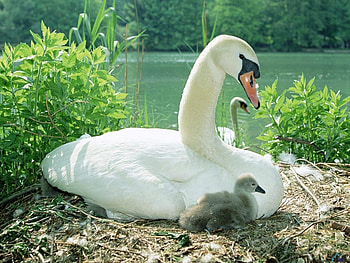Birds, Animals, Swans HD wallpaper