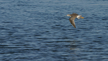 Animals, Sea, Bird, Flight, Wings, Wave, Sweep HD wallpaper