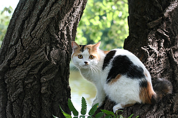 Animals, Wood, Cat, To Lie Down, Lie, Tree, Bark, Danger HD wallpaper