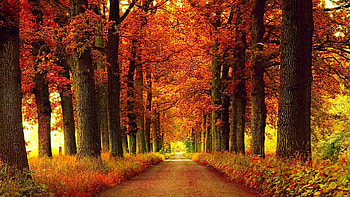 Forest Season Fall Nature Leaf Tree Autumn Seasons Leaves Landscape Color 3d - HD wallpaper