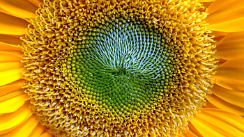 Flower, Macro, Sunflower, Pollen HD wallpaper