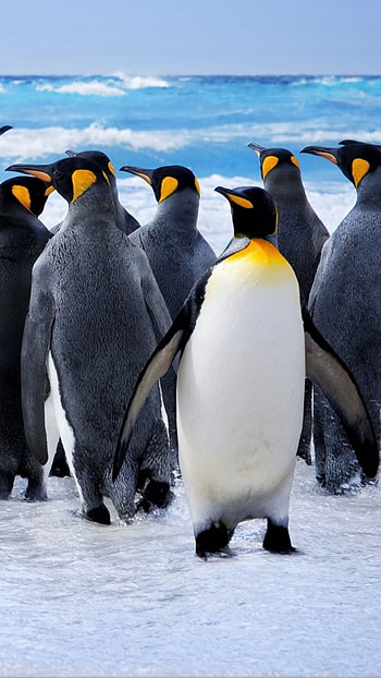 Collection of penguin , Arctic inhabitants, Snowy backdrop, Stunning HD phone wallpaper