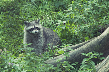 Animals, Grass, Forest, Raccoon HD wallpaper