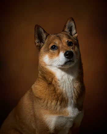 Shiba Inu, Octogoose, Quirky animal HD phone wallpaper