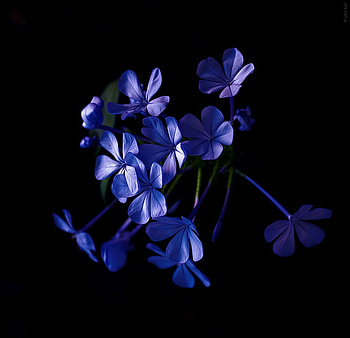 like a dream, blue, plumbago, nature, flowers HD wallpaper