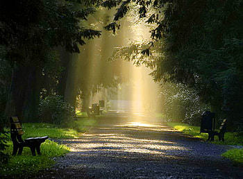 Lighting the way, bench, path, green, trees, forest, sun rays HD wallpaper