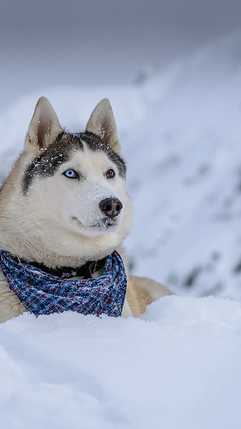 Cute husky in snow, Winter wonderland, animals, Adorable creatures HD phone wallpaper