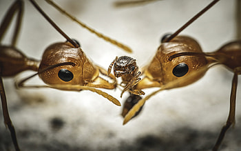 Asian weaver ant, Oecophylla smaragdina, Inaturalist project, Ecological research HD wallpaper