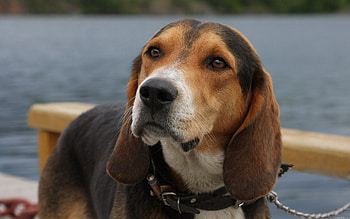 Animals, Dog, Muzzle, Sight, Opinion, Ears, Waiting, Expectation HD wallpaper