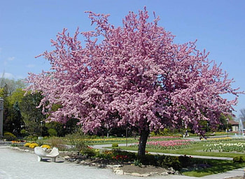 Flowering Tree, spring, flowering crab apple, blossoms HD wallpaper