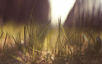 Grass, Background, Macro, Shine, Light, Bright HD wallpaper