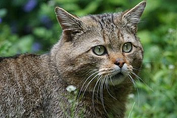 Animals, Muzzle, Sight, Opinion, Wild Cat, Wildcat, Forest Cat HD wallpaper