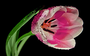 Tulip, pink, black, flower, green, spring HD wallpaper