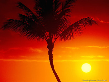 Sunset, palm, light, nature, water, sun HD wallpaper