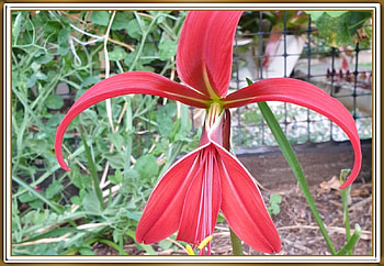 PRETTY FLOWER, FLOWER, PRETTY, NATURE HD wallpaper