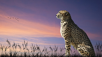 Animals Full - | Full leopard sunset field HD wallpaper