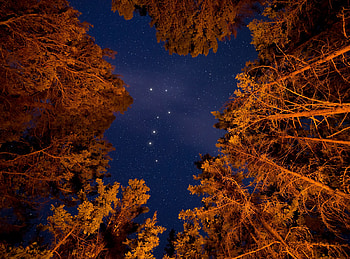 Nature, Trees, Sky, Stars, Night, Starry Sky, Bottom View HD wallpaper