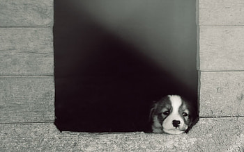 Waiting, animal, dog, puppy, white, black, wood HD wallpaper