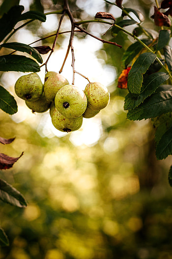 Pears, Nature, Fruits, Macro, Branch HD phone wallpaper