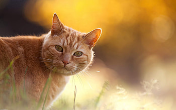 Animals, Glare, Cat, Muzzle, Striped HD wallpaper
