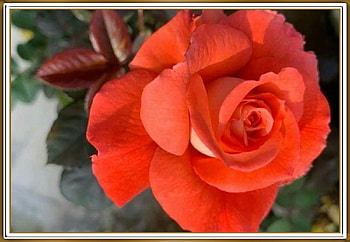 STUNNING ROSE, PRETTY, NATURE, FLOWERS HD wallpaper