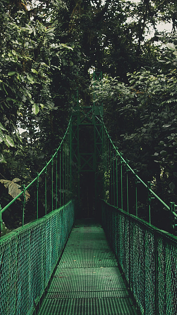 Bridge trees foliage , Natural beauty HD phone wallpaper
