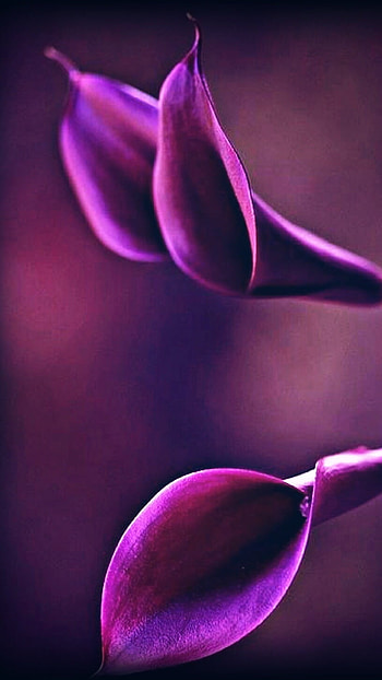 Purple Color, Flower Abstract HD phone wallpaper