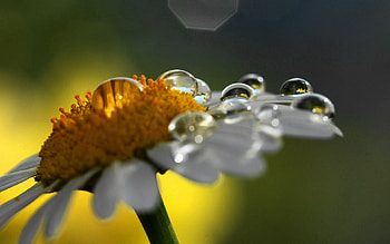 Camomile, Drops, Flower, Macro, Shadow, Chamomile HD wallpaper