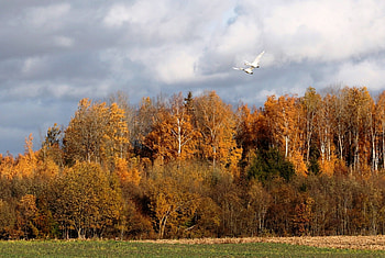 Autumn, other, fields, nature, animals HD wallpaper