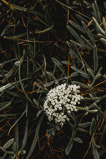 Flowers, Grass, Plant, Macro, Inflorescence HD phone wallpaper